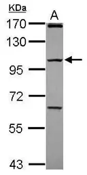 Anti-PCDHGC4 antibody [N1N2], N-term used in Western Blot (WB). GTX119180