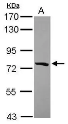 Anti-PCDHGB5 antibody [N1N2], N-term used in Western Blot (WB). GTX119181