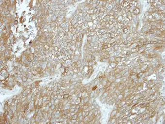 Anti-CPXM1 antibody [N3C3] used in IHC (Paraffin sections) (IHC-P). GTX119190
