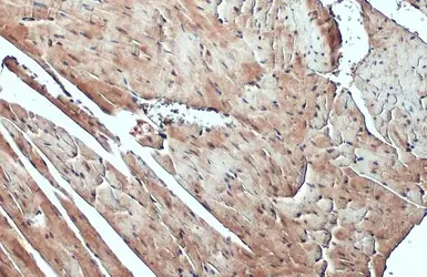 Anti-FBXL17 antibody [C1C3] used in IHC (Paraffin sections) (IHC-P). GTX119211