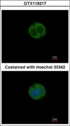 Anti-NPEPL1 antibody [N2C1], Internal used in Immunocytochemistry/ Immunofluorescence (ICC/IF). GTX119217