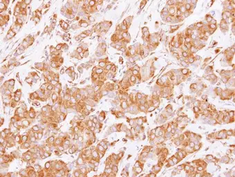Anti-RUFY1 antibody [N2C2], Internal used in IHC (Paraffin sections) (IHC-P). GTX119222