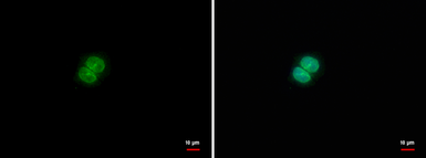 Anti-U2AF1L4 antibody used in Immunocytochemistry/ Immunofluorescence (ICC/IF). GTX119283