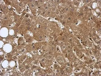 Anti-GERP antibody used in IHC (Paraffin sections) (IHC-P). GTX119312