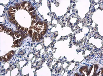 Anti-ARF5 antibody used in IHC (Paraffin sections) (IHC-P). GTX119329