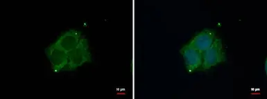 Anti-Dab1 antibody [N1N3] used in Immunocytochemistry/ Immunofluorescence (ICC/IF). GTX119336