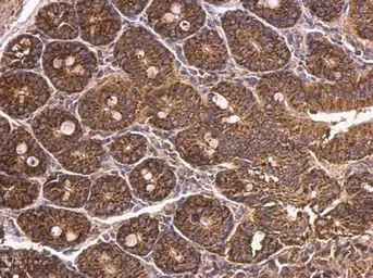 Anti-Dab1 antibody [N1N3] used in IHC (Paraffin sections) (IHC-P). GTX119336