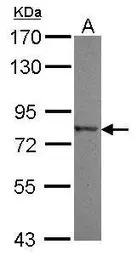 Anti-NLN antibody used in Western Blot (WB). GTX119337