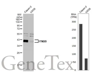 Anti-ITM2B antibody used in Western Blot (WB). GTX119361