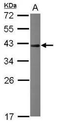 Anti-NRBF2 antibody [N1C2] used in Western Blot (WB). GTX119371