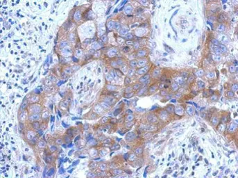 Anti-Brevican antibody [N1N2], N-term used in IHC (Paraffin sections) (IHC-P). GTX119374