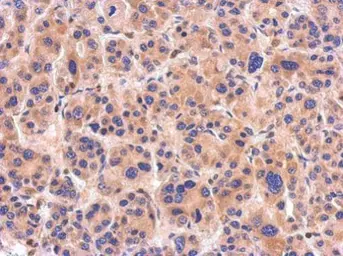 Anti-NTAN1 antibody [N1C3] used in IHC (Paraffin sections) (IHC-P). GTX119378