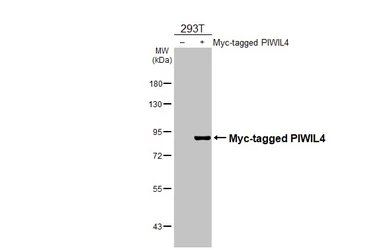 Anti-PIWIL4 antibody [C2C3], C-term used in Western Blot (WB). GTX119387