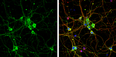 Anti-Liprin alpha 2 antibody used in Immunocytochemistry/ Immunofluorescence (ICC/IF). GTX119392