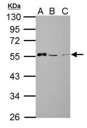Anti-AAMP antibody used in Western Blot (WB). GTX119410