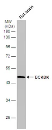 Anti-BCKDK antibody [N1C2] used in Western Blot (WB). GTX119413