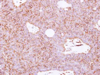 Anti-SIGLEC12 antibody [N2C2], Internal used in IHC (Paraffin sections) (IHC-P). GTX119418
