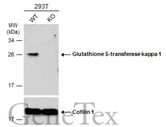 Anti-Glutathione S-transferase kappa 1 antibody [N1C2] used in Western Blot (WB). GTX119447