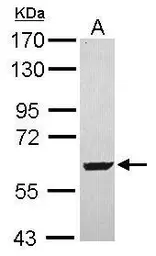 Anti-SARS2 antibody [N3C2], Internal used in Western Blot (WB). GTX119451