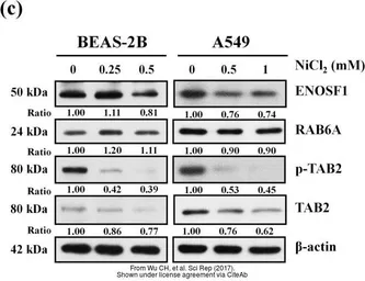 Anti-ENOSF1 antibody [N1C2] used in Western Blot (WB). GTX119464
