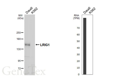 Anti-LRIG1 antibody [C2C3], C-term used in Western Blot (WB). GTX119485