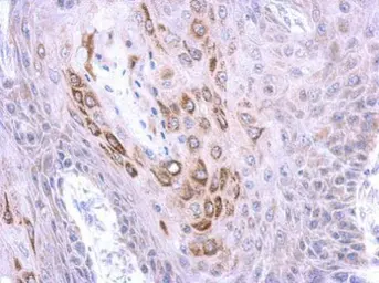 Anti-TRIM4 antibody used in IHC (Paraffin sections) (IHC-P). GTX119510