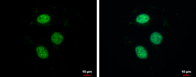 Anti-ZNF599 antibody used in Immunocytochemistry/ Immunofluorescence (ICC/IF). GTX119526