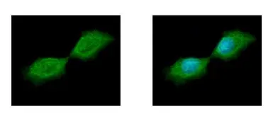 Anti-SEPT12 antibody used in Immunocytochemistry/ Immunofluorescence (ICC/IF). GTX119571