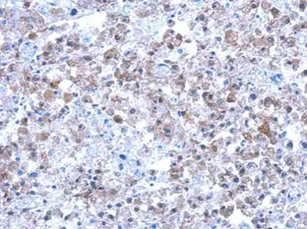 Anti-SEPT12 antibody used in IHC (Paraffin sections) (IHC-P). GTX119571