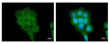 Anti-FPGT antibody used in Immunocytochemistry/ Immunofluorescence (ICC/IF). GTX119706