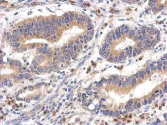 Anti-FPGT antibody used in IHC (Paraffin sections) (IHC-P). GTX119706