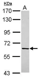 Anti-FPGT antibody used in Western Blot (WB). GTX119706