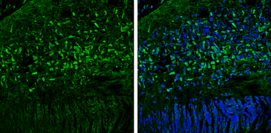 Anti-OGFOD1 antibody [N1N3] used in IHC (Frozen sections) (IHC-Fr). GTX119711