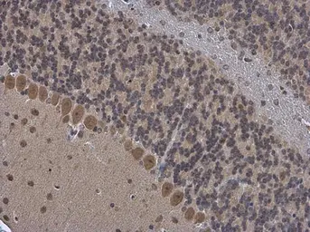 Anti-OGFOD1 antibody [N1N3] used in IHC (Paraffin sections) (IHC-P). GTX119711