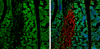 Anti-Wdr62 antibody used in IHC (Frozen sections) (IHC-Fr). GTX119724