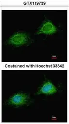Anti-PITRM1 antibody used in Immunocytochemistry/ Immunofluorescence (ICC/IF). GTX119739