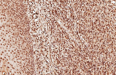 Anti-PSPC1 antibody used in IHC (Paraffin sections) (IHC-P). GTX119744