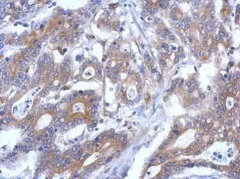 Anti-RASSF4 antibody [N1C1] used in IHC (Paraffin sections) (IHC-P). GTX119774