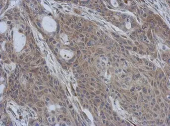 Anti-CCDC90B antibody [N1C2] used in IHC (Paraffin sections) (IHC-P). GTX119822
