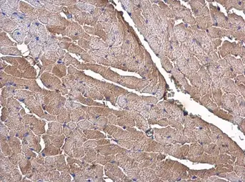 Anti-OLFML3 antibody [N1C1] used in IHC (Paraffin sections) (IHC-P). GTX119826