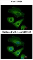 Anti-OLFML3 antibody [N1C1] used in Immunocytochemistry/ Immunofluorescence (ICC/IF). GTX119826
