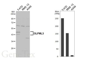 Anti-OLFML3 antibody [N1C1] used in Western Blot (WB). GTX119826
