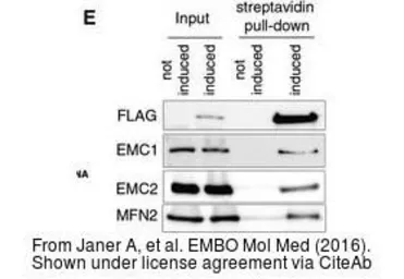 Anti-KIAA0090 antibody [N1N2], N-term used in Western Blot (WB). GTX119884