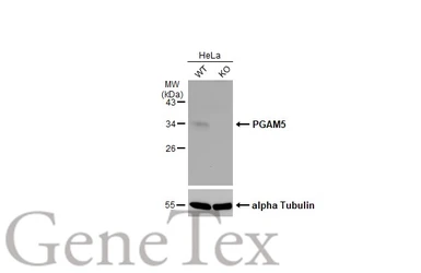 Anti-PGAM5 antibody used in Western Blot (WB). GTX119887