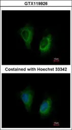 Anti-MOSC2 antibody [N1C3] used in Immunocytochemistry/ Immunofluorescence (ICC/IF). GTX119926