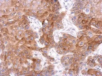 Anti-FCHO1 antibody [N1N2], N-term used in IHC (Paraffin sections) (IHC-P). GTX119927