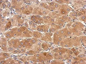 Anti-SLC25A36 antibody [N1C3] used in IHC (Paraffin sections) (IHC-P). GTX119934
