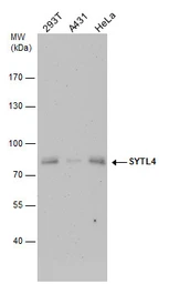 Anti-SYTL4 antibody used in Western Blot (WB). GTX119939
