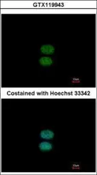 Anti-EFHC2 antibody [N1N3] used in Immunocytochemistry/ Immunofluorescence (ICC/IF). GTX119943