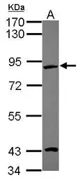Anti-EFHC2 antibody [N1N3] used in Western Blot (WB). GTX119943